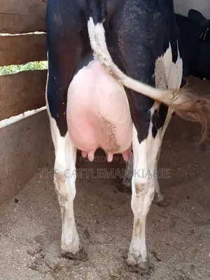 Dairy Pedigree Cows for Sale