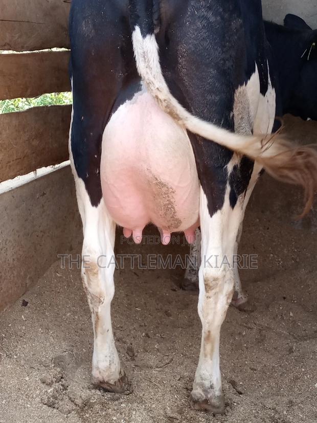 Dairy Pedigree Cows for Sale - thumbnail 4