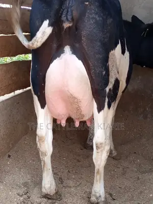 Dairy Pedigree Cows for Sale