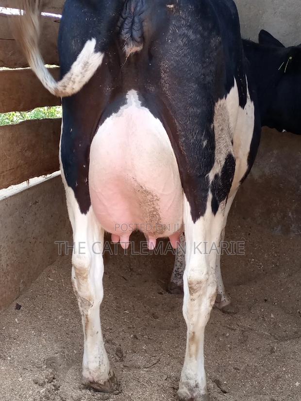 Dairy Pedigree Cows for Sale - thumbnail 3