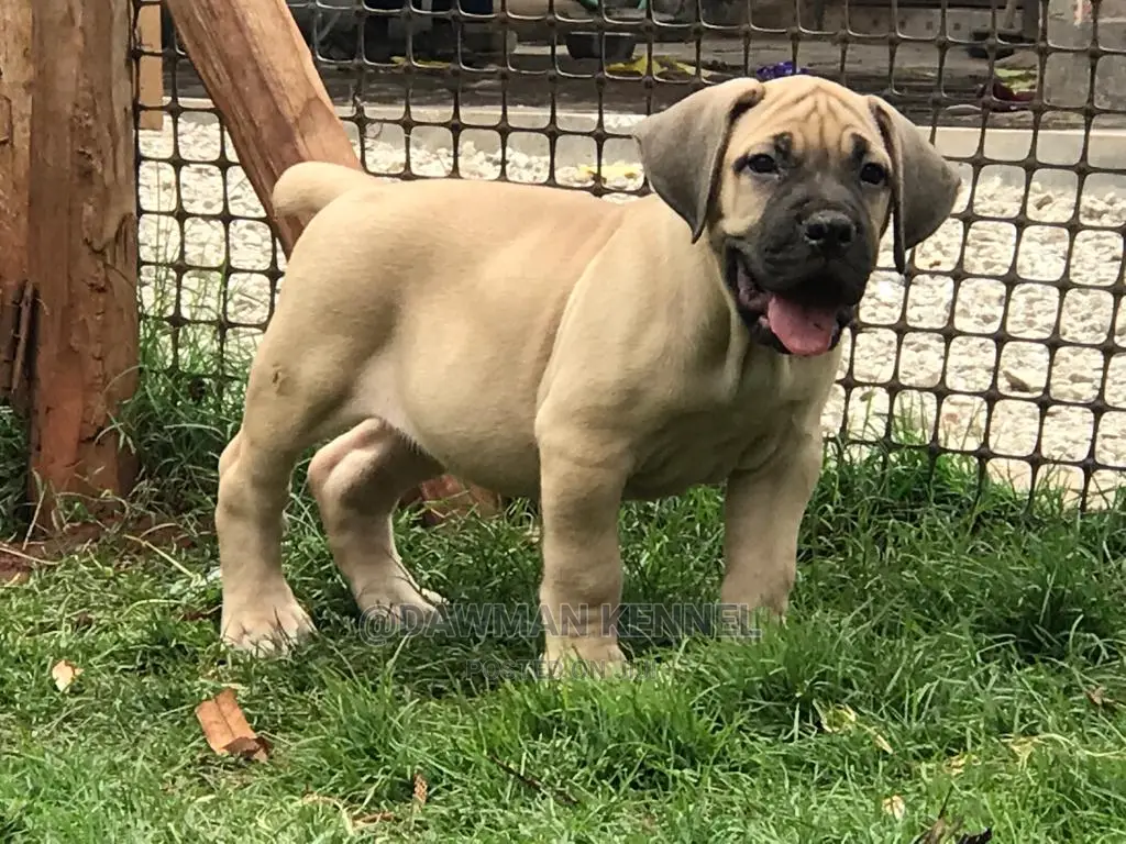 1-3 Months Male Purebred Boerboel