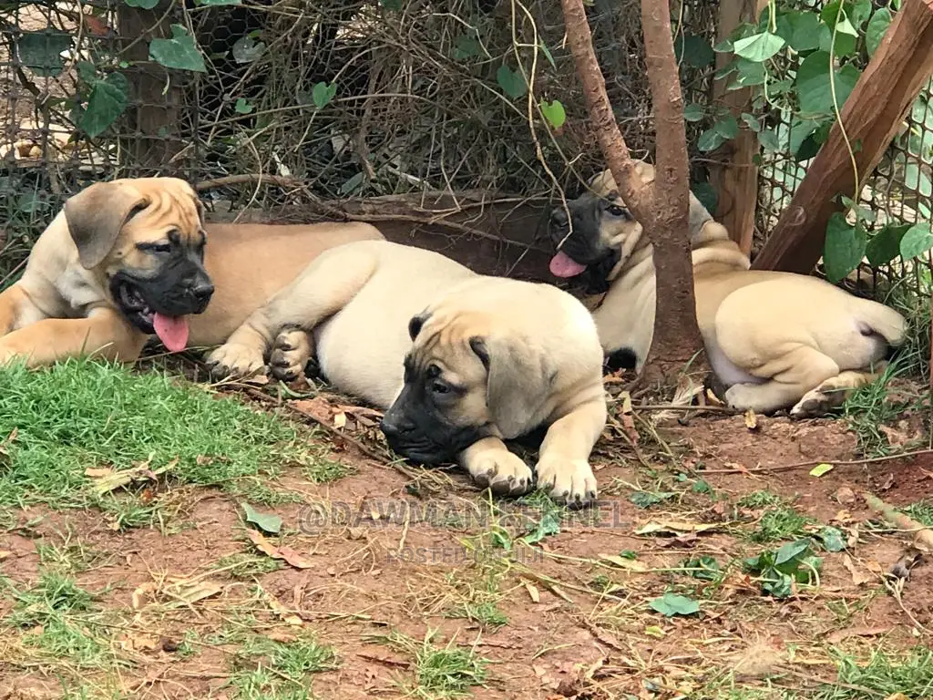 1-3 Months Male Purebred Boerboel