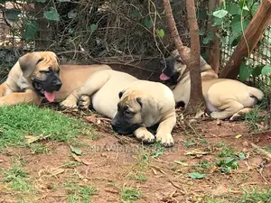 1-3 Months Male Purebred Boerboel