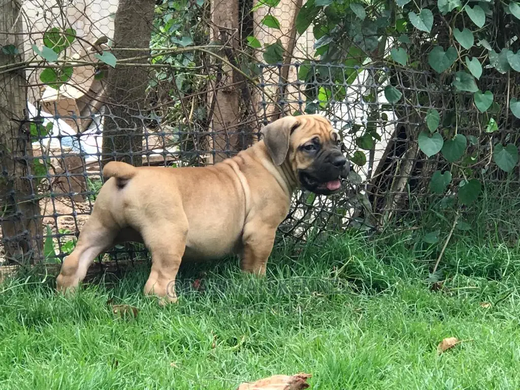 1-3 Months Male Purebred Boerboel