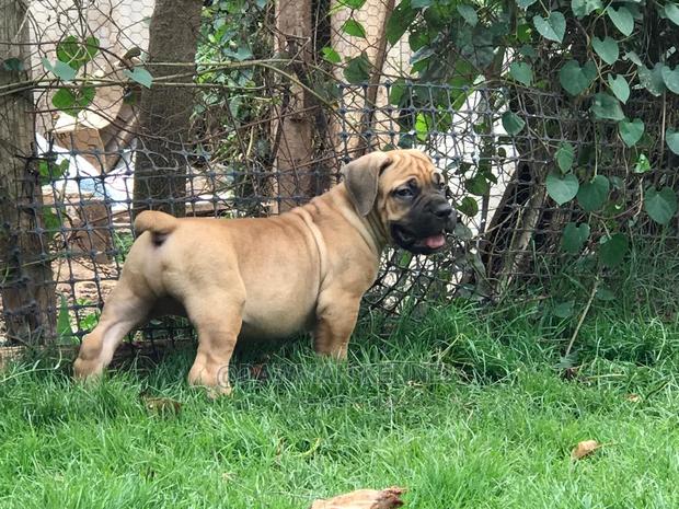 1-3 Months Male Purebred Boerboel - thumbnail 2