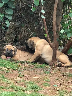 1-3 Months Male Purebred Boerboel