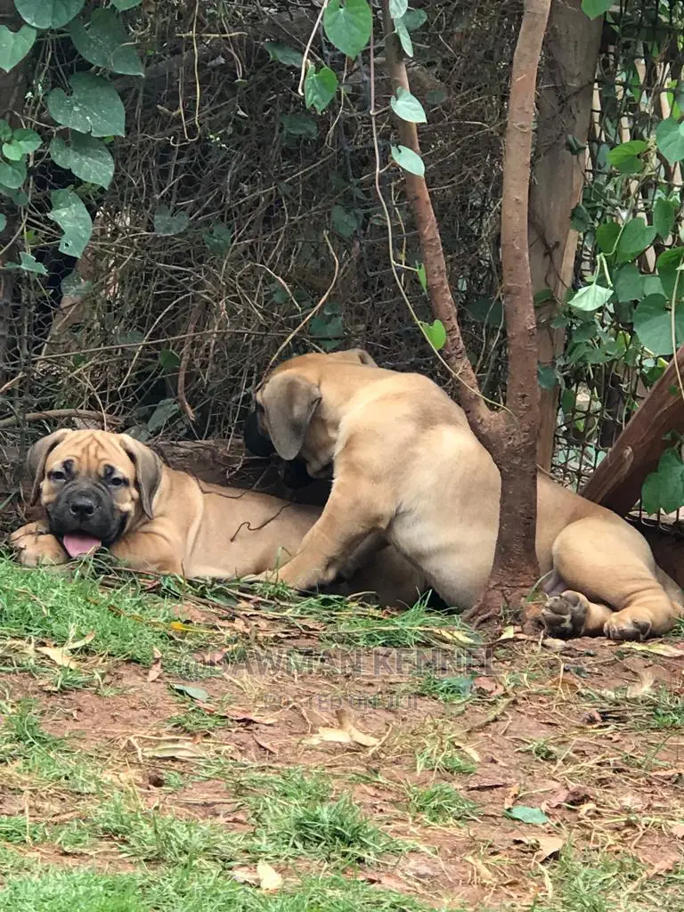1-3 Months Male Purebred Boerboel