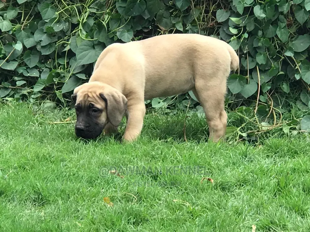 1-3 Months Male Purebred Boerboel
