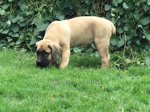 1-3 Months Male Purebred Boerboel - thumbnail 7