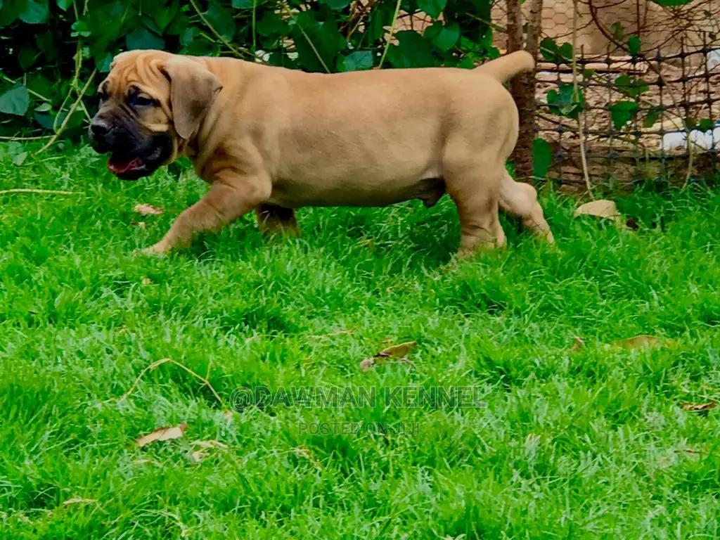 1-3 Months Male Purebred Boerboel