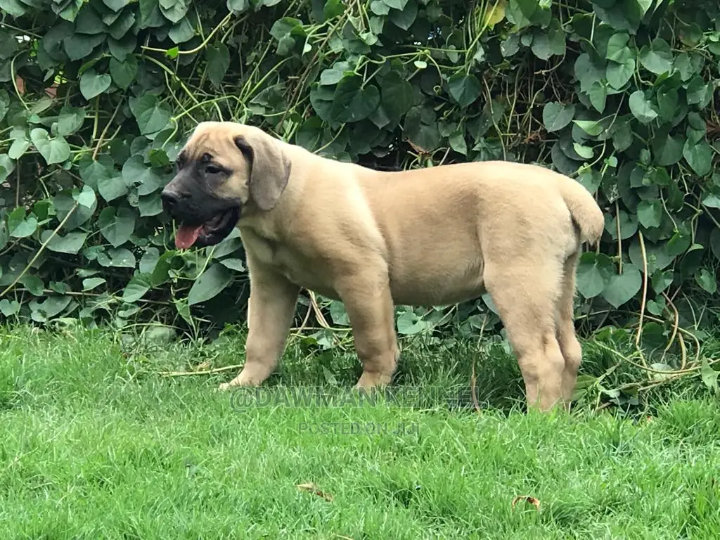 1-3 Months Male Purebred Boerboel