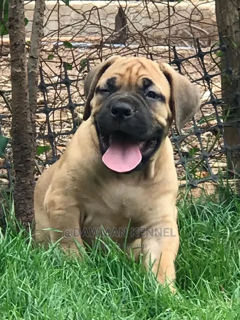 1-3 Months Male Purebred Boerboel