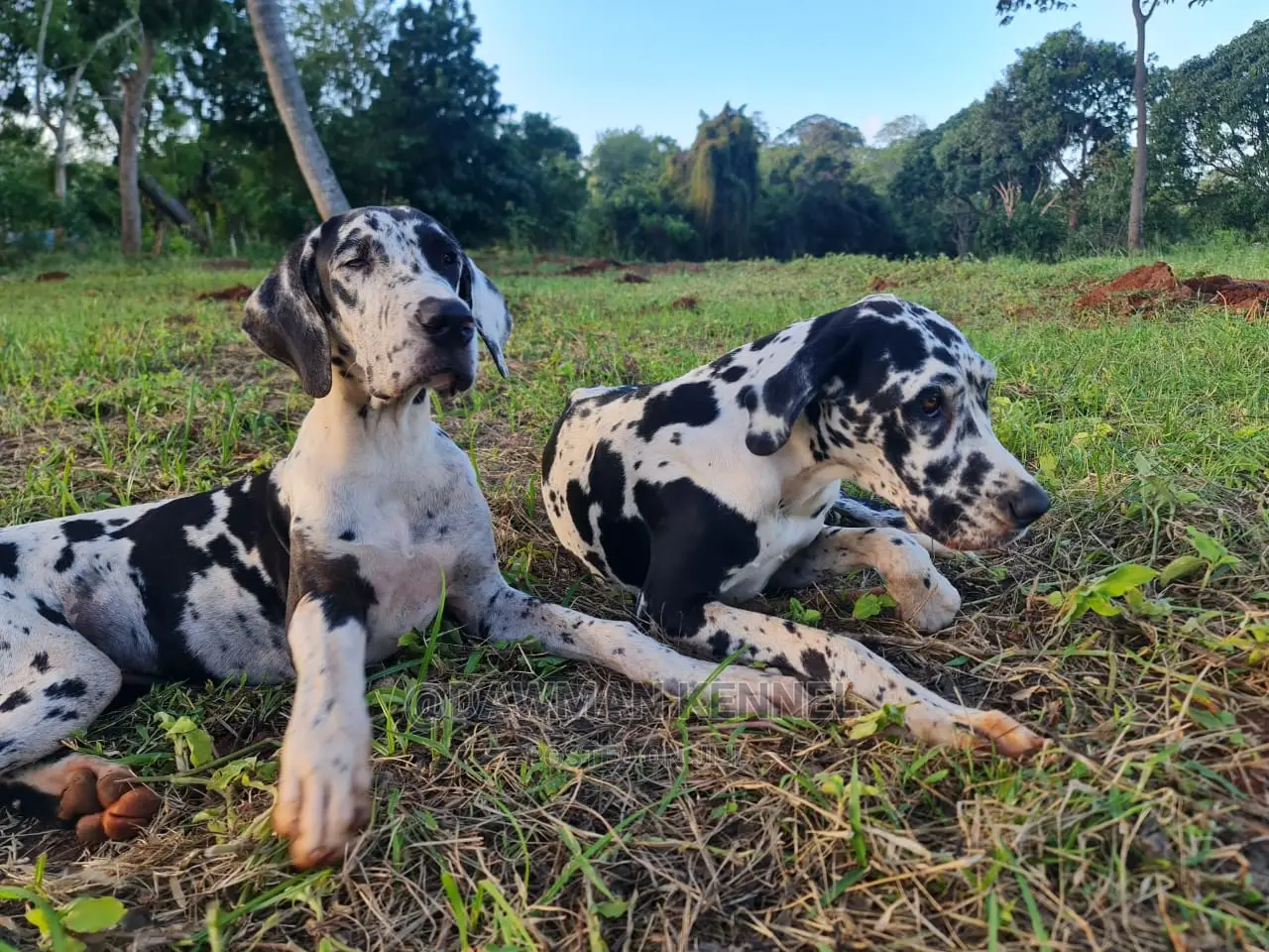 1+ Year Male Purebred Great Dane