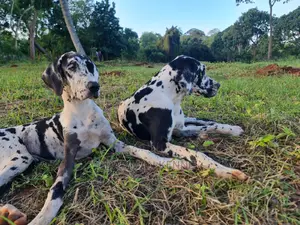 1+ Year Male Purebred Great Dane