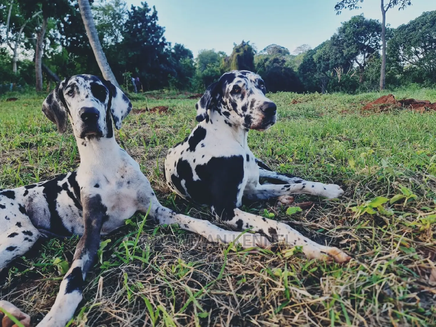 1+ Year Male Purebred Great Dane