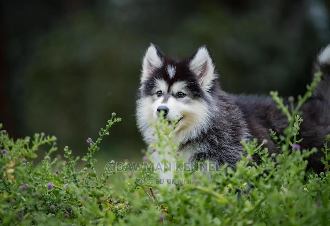1-3 Months Male Purebred Siberian Husky