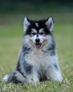 1-3 Months Male Purebred Siberian Husky
