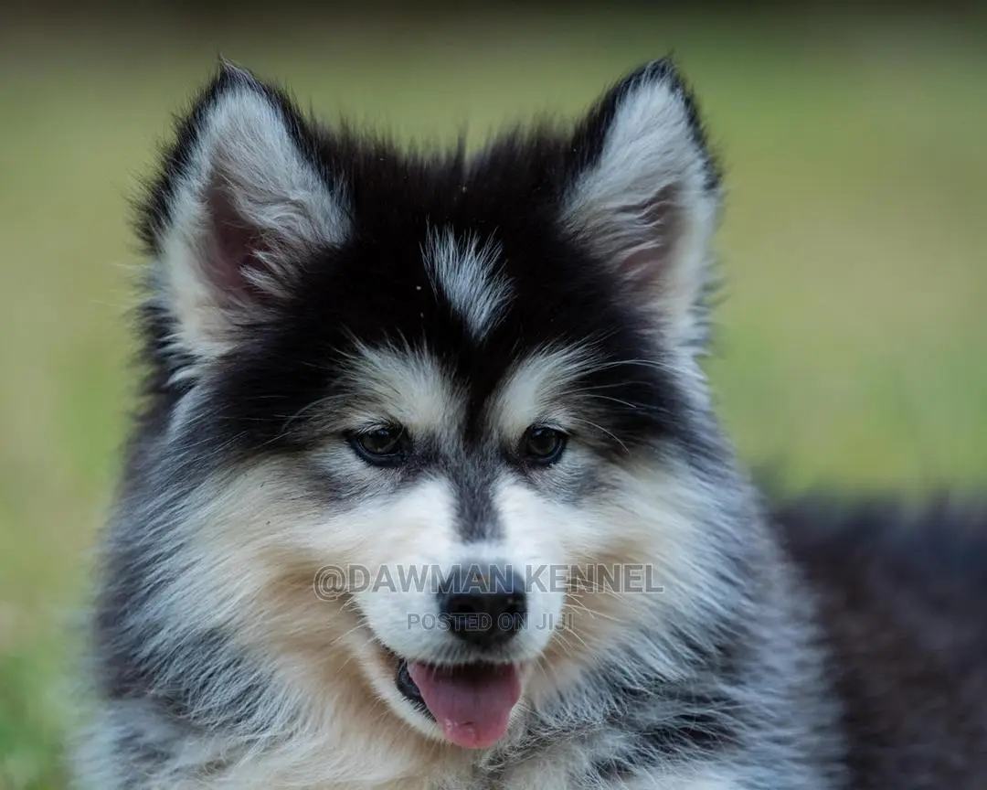 1-3 Months Male Purebred Siberian Husky