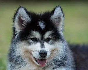 1-3 Months Male Purebred Siberian Husky