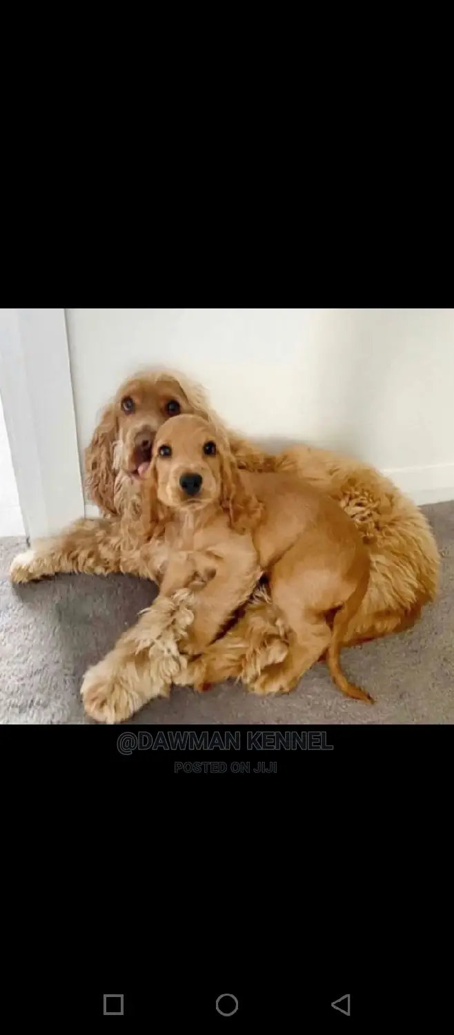 1-3 Months Male Purebred Cocker Spaniel