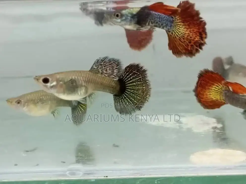 Kitenge Guppy, Mosaic Guppy