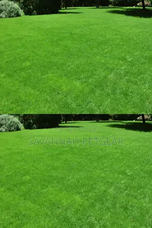 Penncross Bentgrass Grass Seeds 250gm