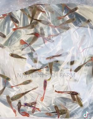 American Gappys - main view