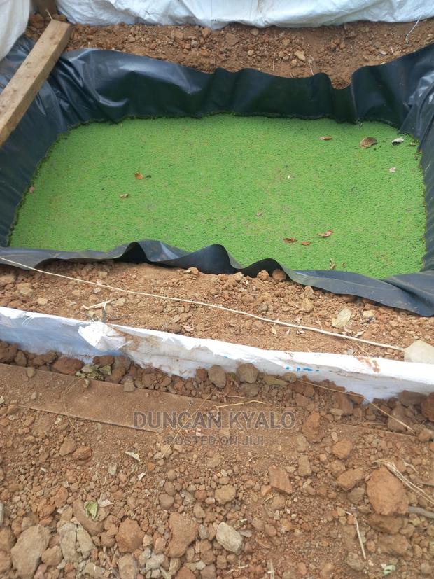 Azolla Poultry Feed and Azolla Propagation Material - main view