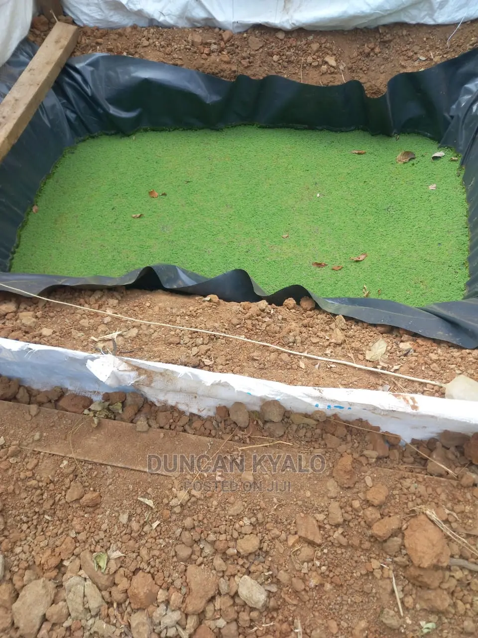 Azolla Poultry Feed and Azolla Propagation Material