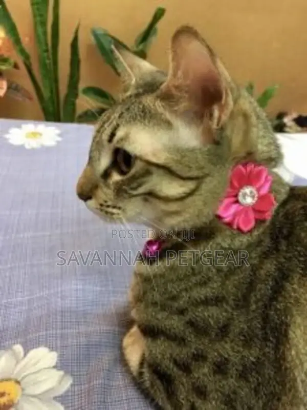 Sunrise Flower Collar for Cats, Puppies
