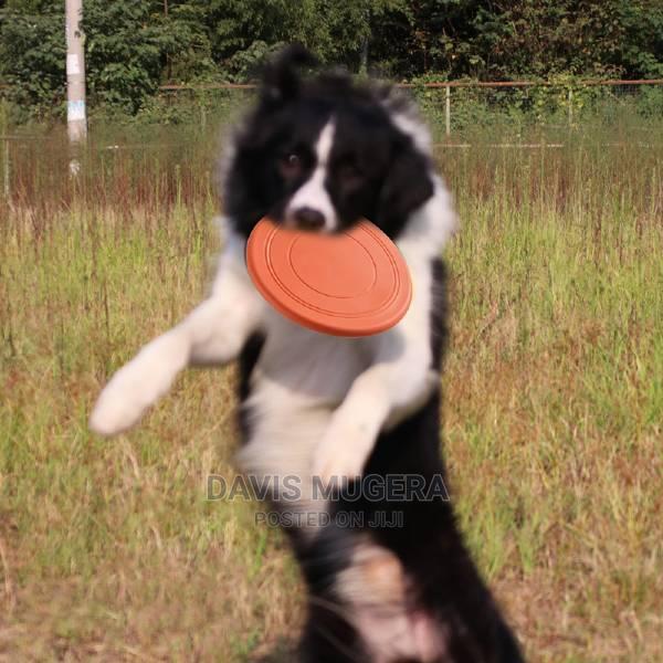 Flying Disc Chase and Fetch Dog Toy - main view