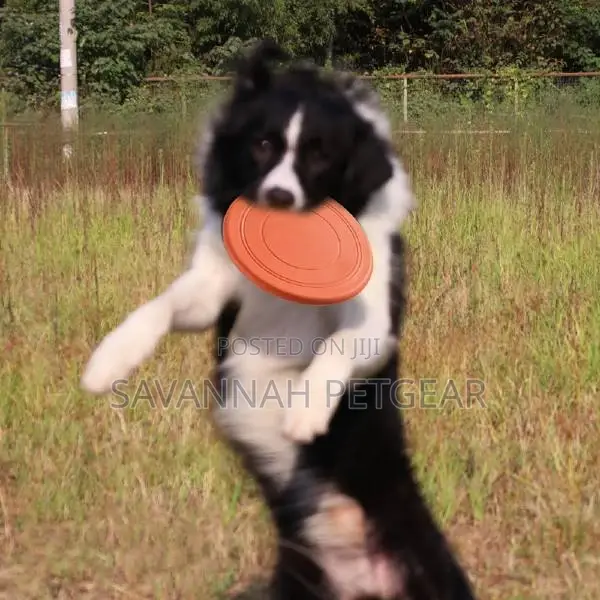 Flying Disc Chase and Fetch Dog Toy