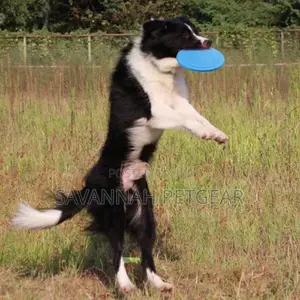 Flying Disc Chase and Fetch Dog Toy