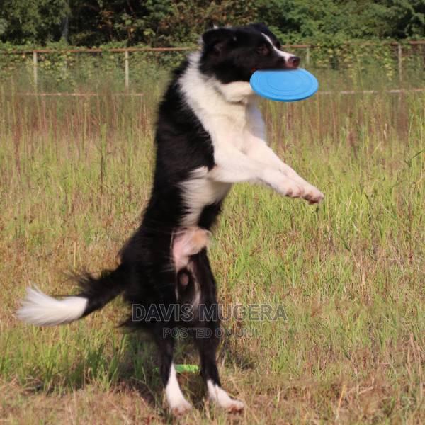 Flying Disc Chase and Fetch Dog Toy - thumbnail 3
