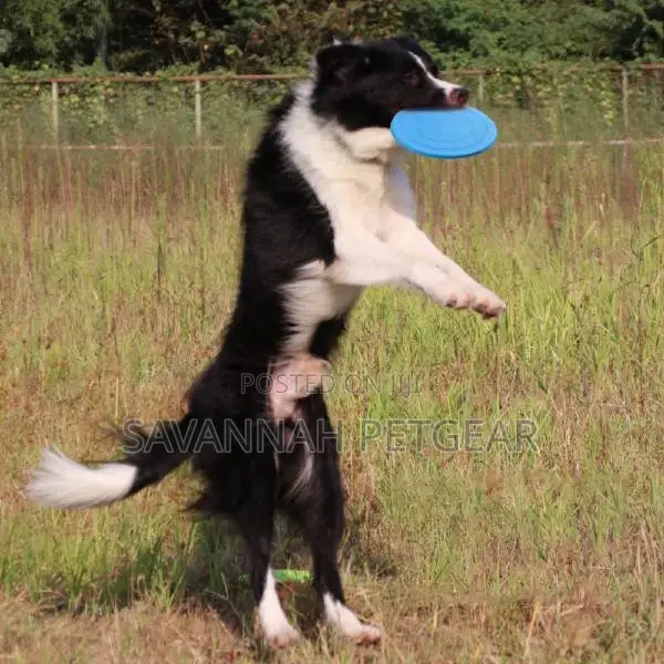 Flying Disc Chase and Fetch Dog Toy