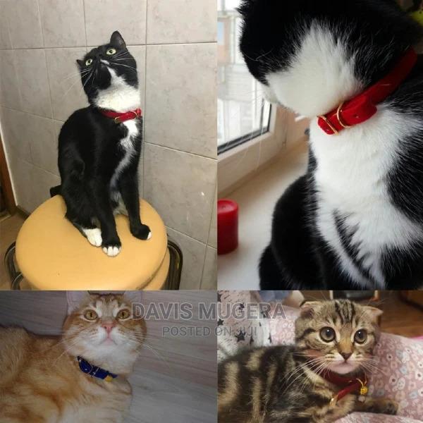 Soft Velvet Cat Collar for for Cats Small Dogs