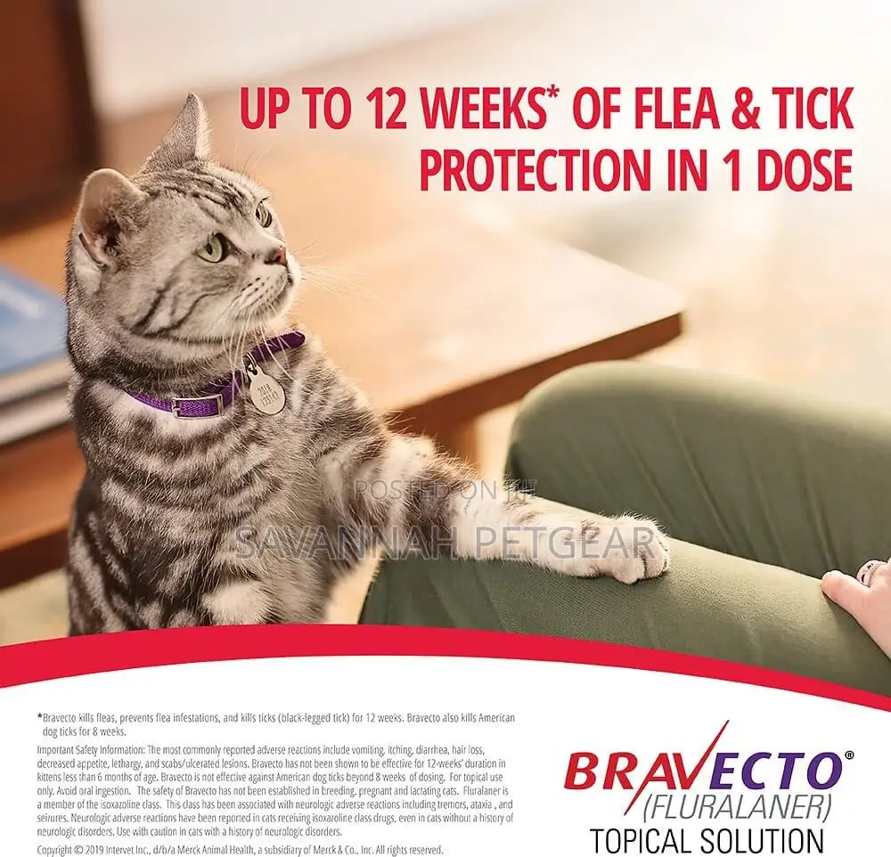 Bravecto Spot-On Flea Tick Solution for Small Cats