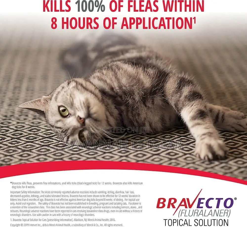 Bravecto Spot-On Flea Tick Solution for Small Cats