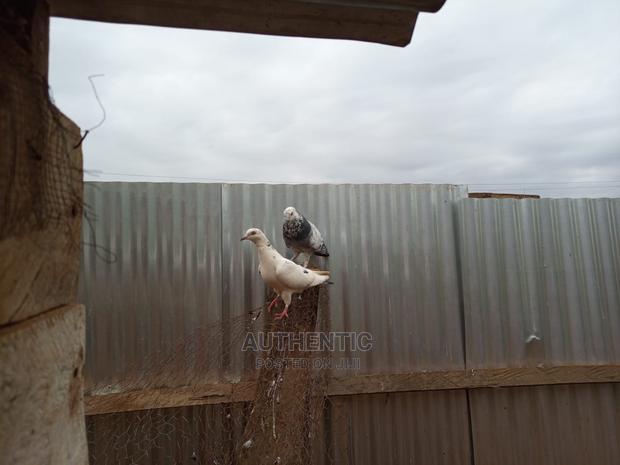 Pigeons Pair For Sale - main view