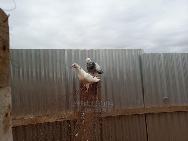 Pigeons Pair For Sale - thumbnail 3