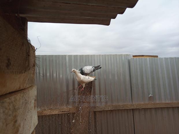 Pigeons Pair For Sale - thumbnail 4