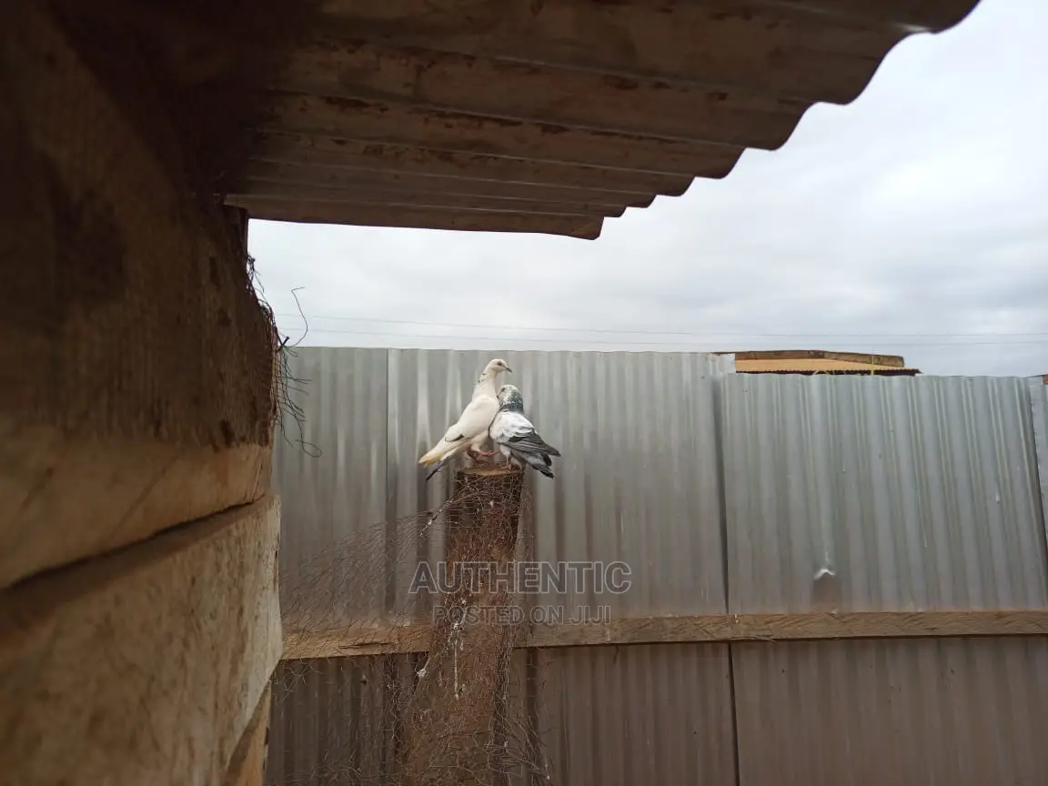 Pigeons Pair For Sale