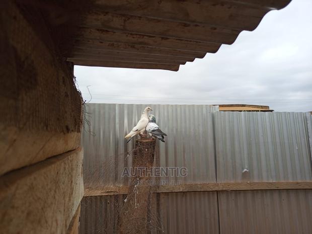 Pigeons Pair For Sale - thumbnail 5