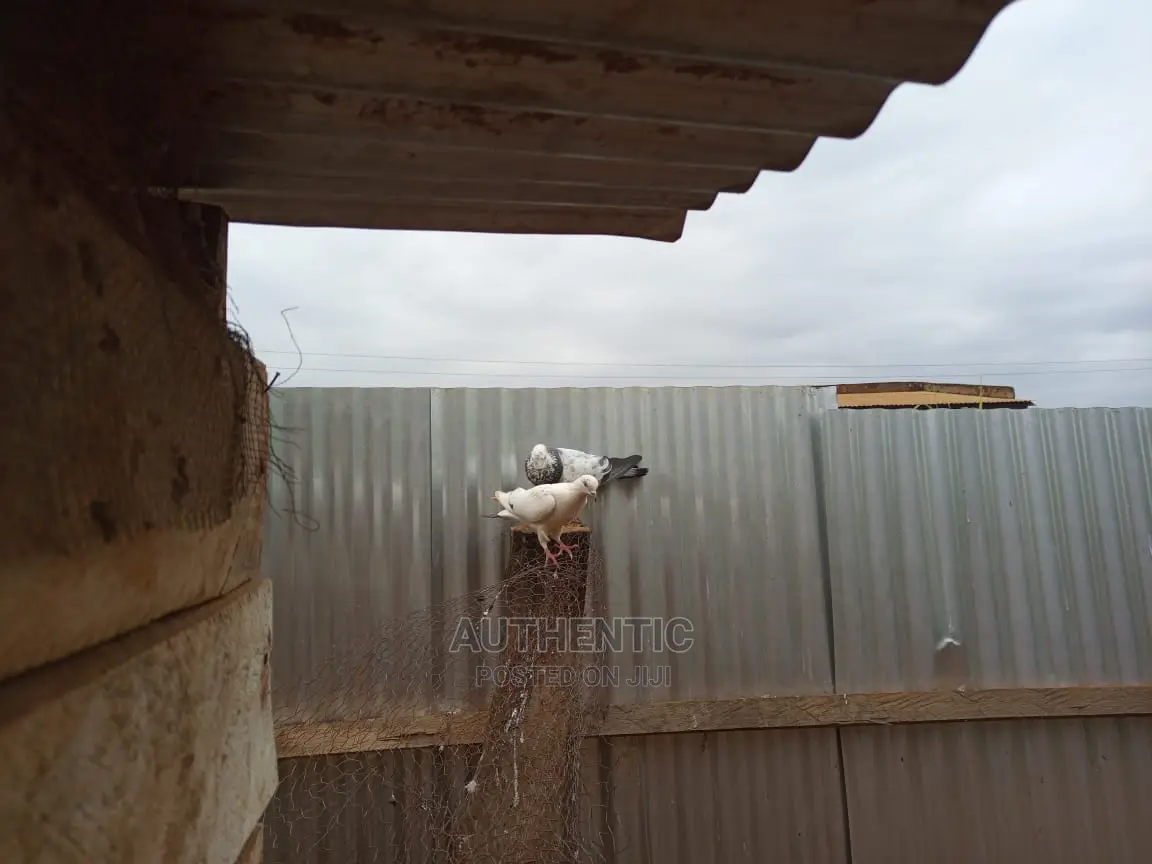 Pigeons Pair For Sale