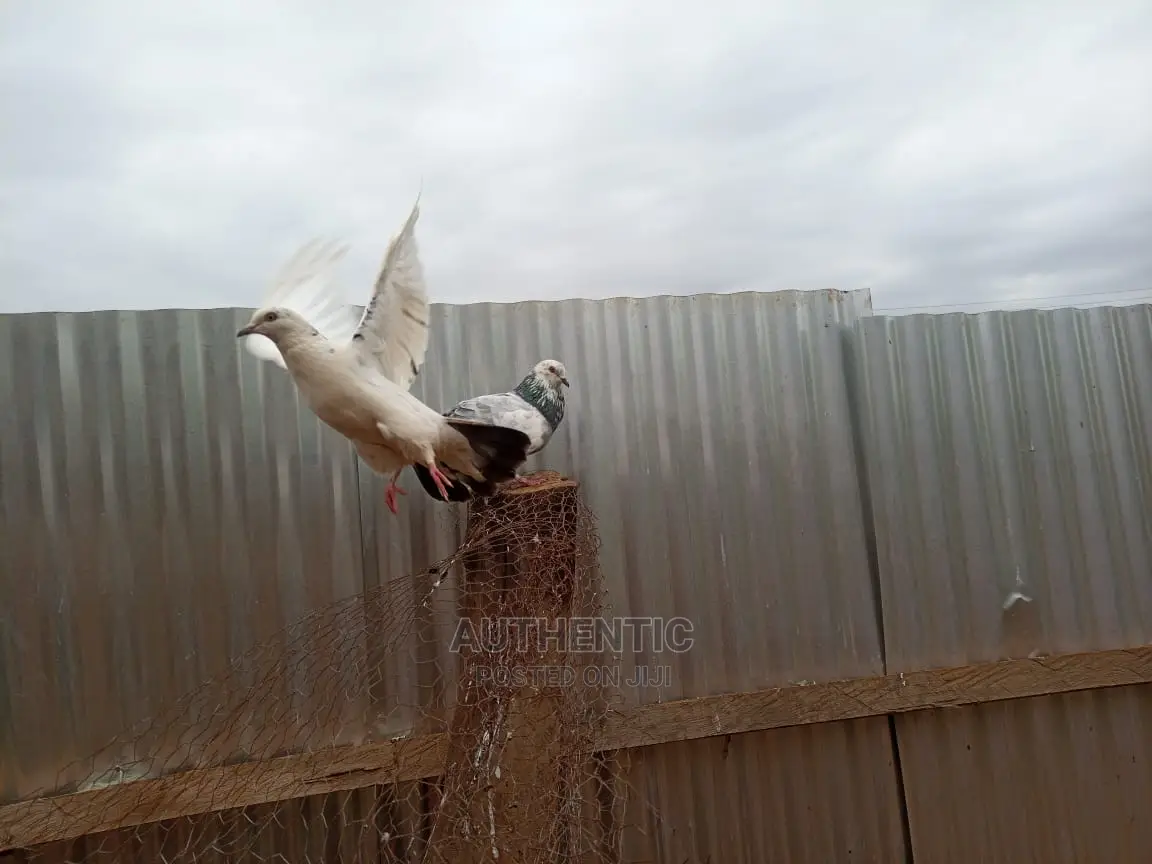 Pigeons Pair For Sale