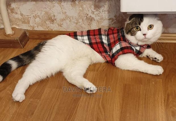 Spring Pet Clothes Shirt for Cats Dogs - thumbnail 3