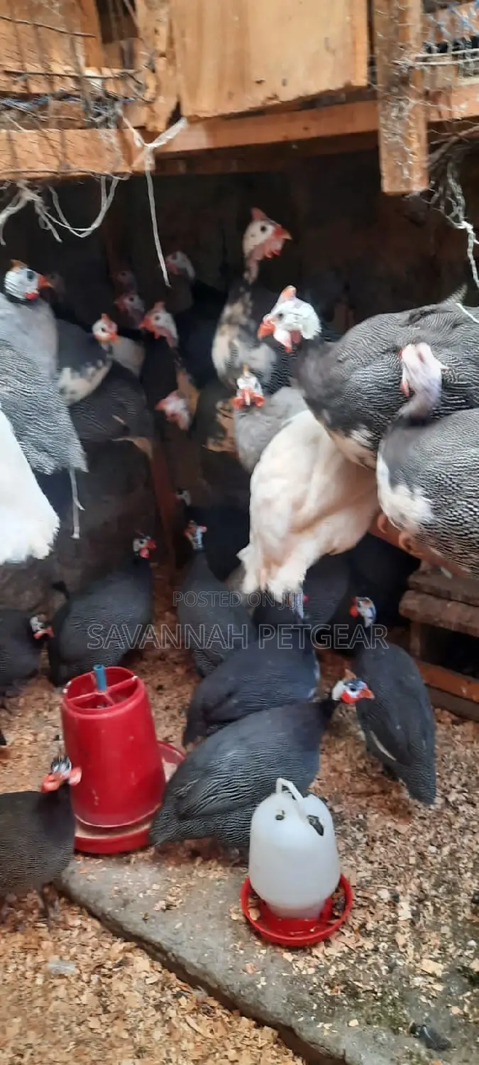 Dotted White Chested Guinea Fowl Mature Birds -Pair
