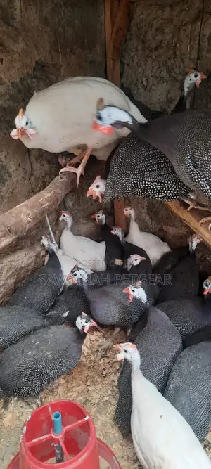 Dotted White Chested Guinea Fowl Mature Birds -Pair