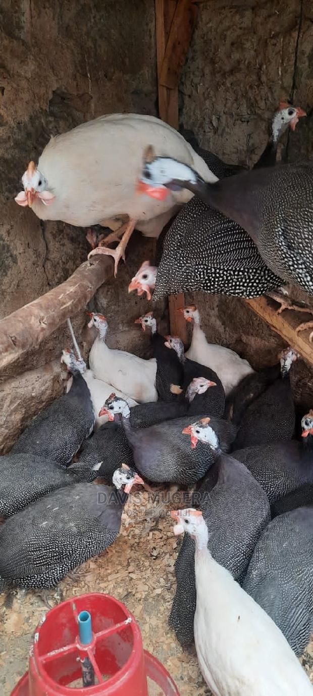 Dotted White Chested Guinea Fowl Mature Birds -Pair - thumbnail 3