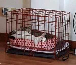 Rabbit Puppies Carrier - thumbnail 2